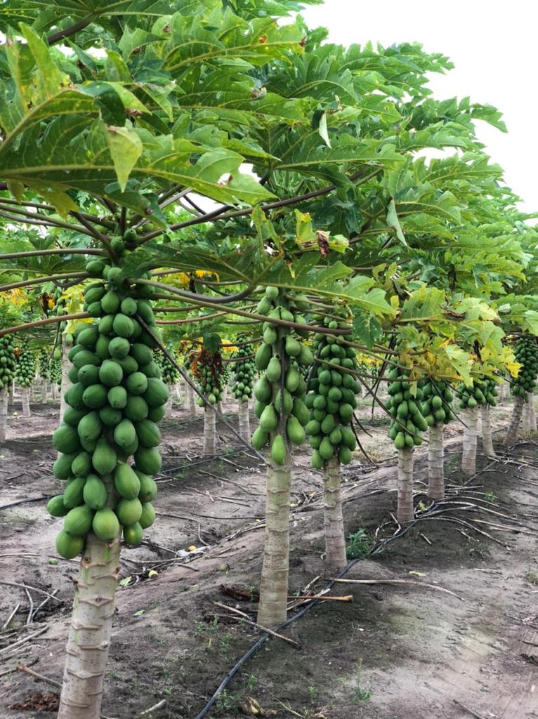 A Doce Fruit