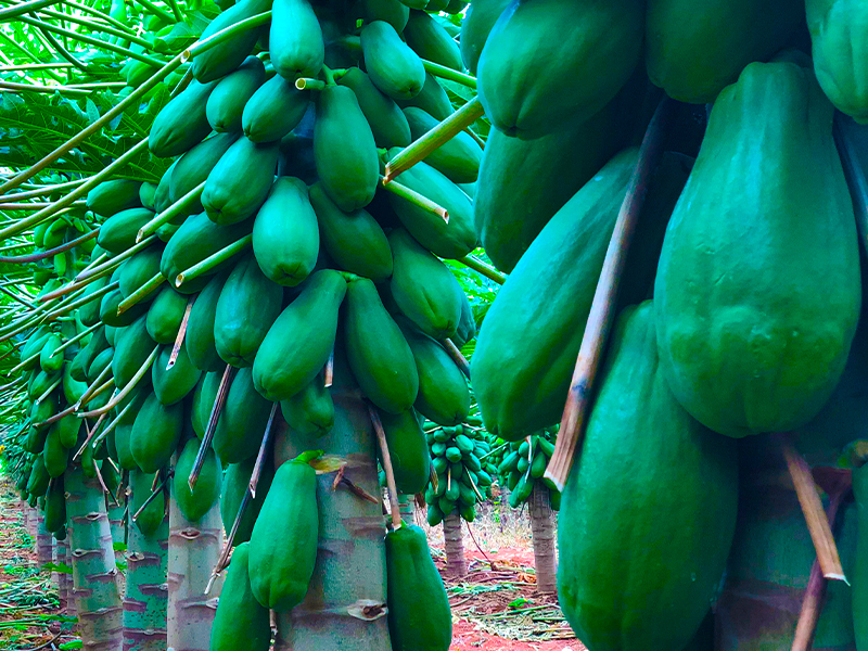 mamao-doce-fruit-06 Home