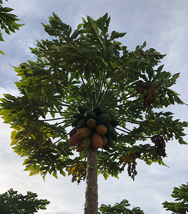 Doce Fruit Exportações