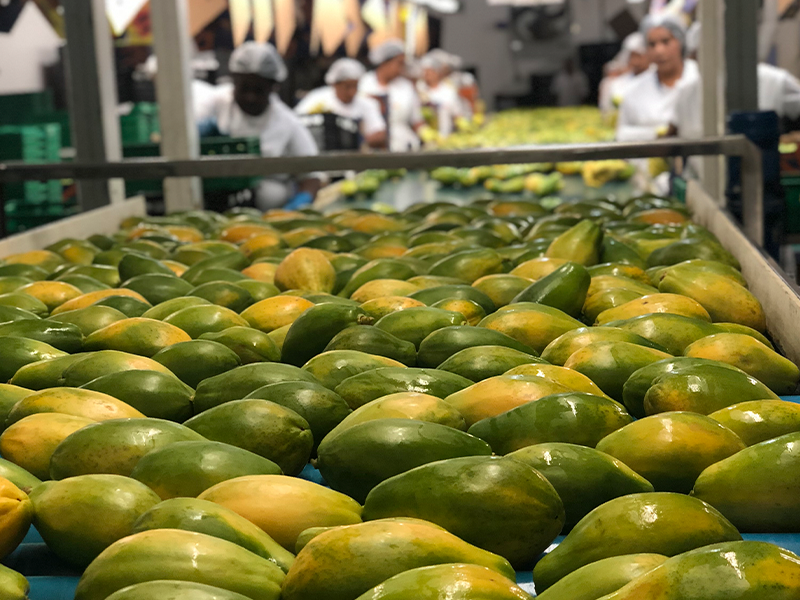 Doce Fruit Exportações